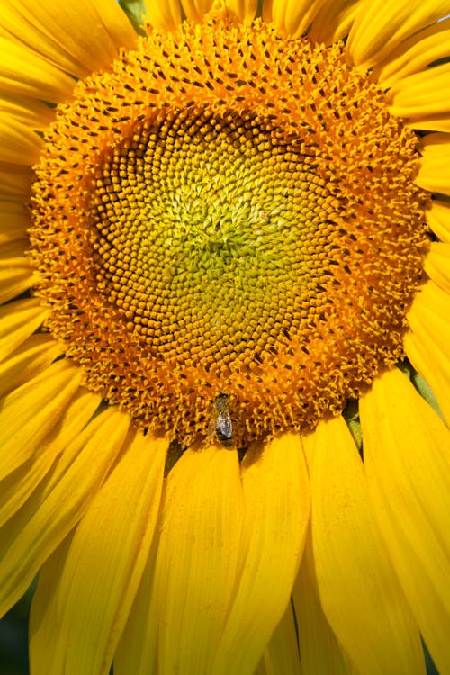 Ilmainen kuvapankkikuva tunnisteilla auringonkukka, hyönteinen, kasvikunta Kuvapankkikuva