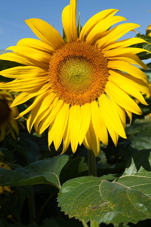 Gratuit Imagine de stoc gratuită din a închide, floare, floarea-soarelui Fotografie de stoc