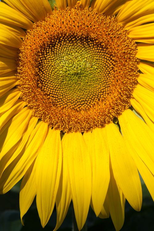 Free Detailed close-up of a vibrant yellow sunflower, showcasing the intricate patterns of seeds and petals. Stock Photo