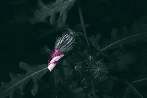 Darmowe zdjęcie z galerii z ciemnozielone liście, flora, kwiat