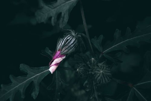 Free Detailed close-up of a purple flower bud surrounded by dark green leaves, evoking a moody and dramatic atmosphere. Stock Photo