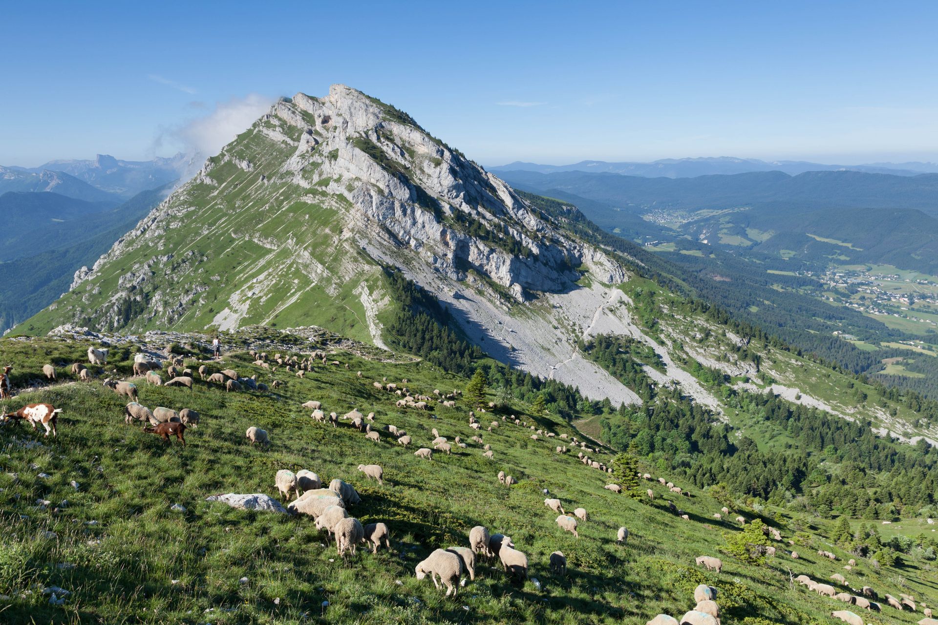 Moutons pâturant sur une pente de montagne verdoyante à Villard-de-Lans
