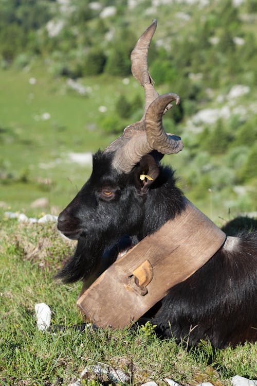Billy Goat Photos, Download The BEST Free Billy Goat Stock Photos & HD Images Billy Goat Photos, Download The BEST Free Billy Goat Stock Photos & HD Images