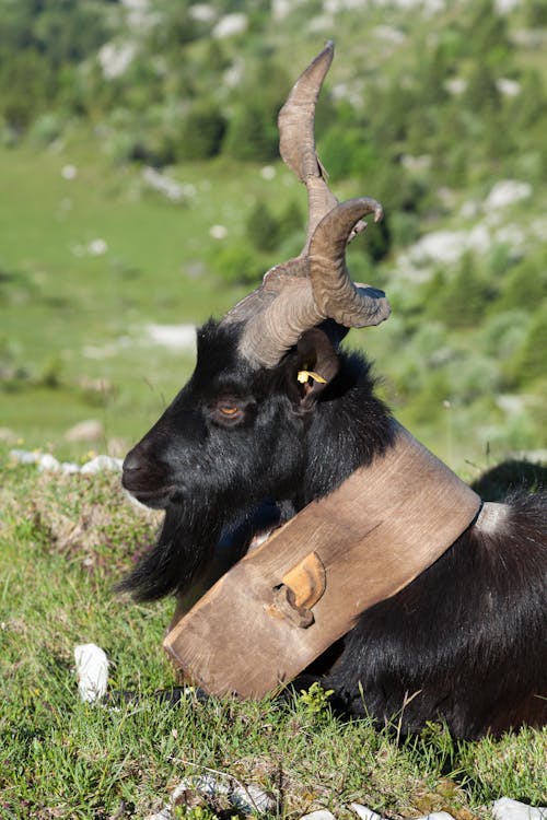 Kostenloses Stock Foto zu hörner, nahansicht, säugetier