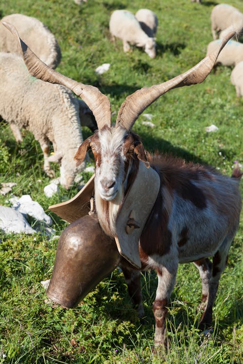 Goat Standing on Green Grass Field