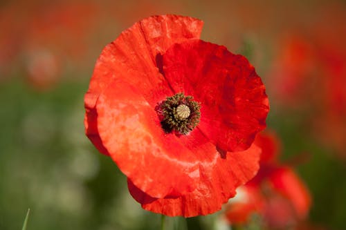 Close Up Photo of a Red Flower