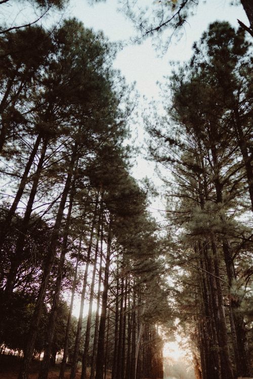 Free Peaceful forest scene at sunrise in Jaci, Brazil, showcasing tall trees and natural beauty. Stock Photo