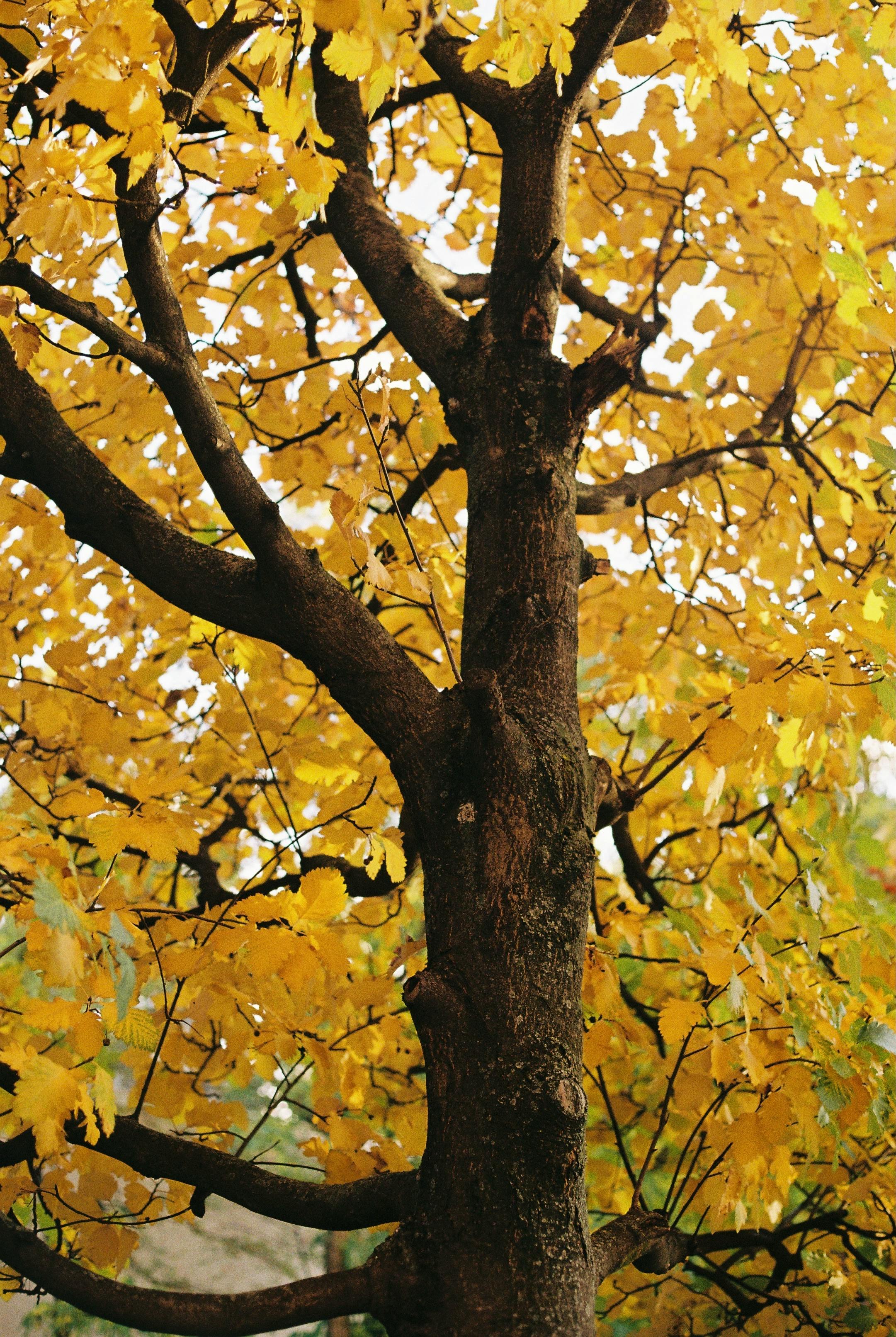 Close-up of tree branches adorned with vibrant yellow autumn leaves.