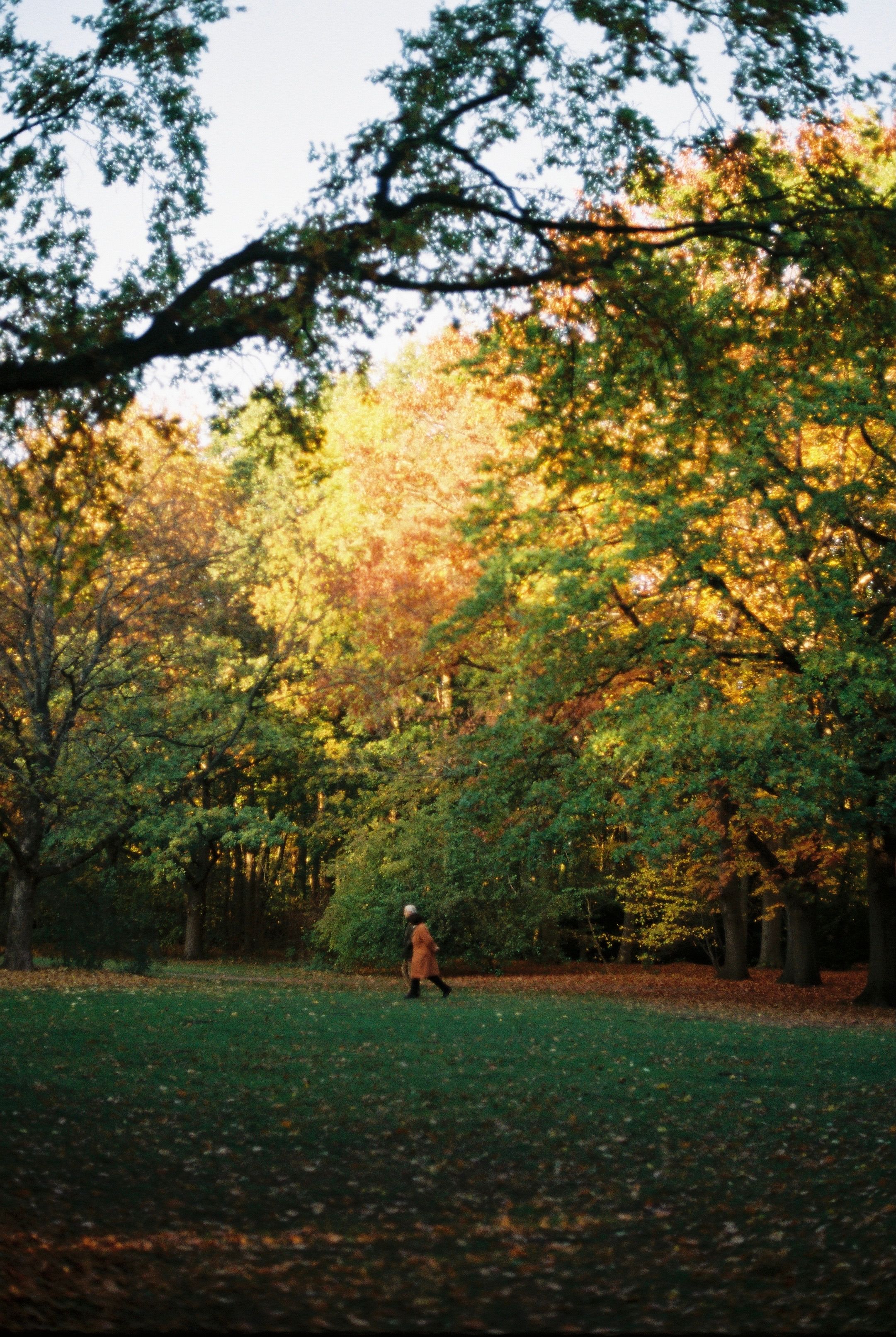 A Person Walking at a Park · Free Stock Photo