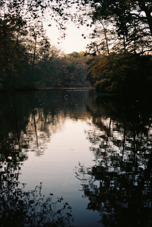 Darmowe zdjęcie z galerii z drzewa, jezioro, natura