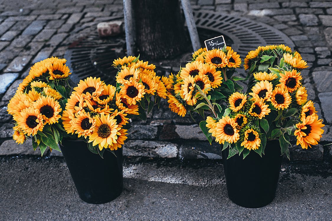 Free Zonnebloemen In Pot Naast Road Stock Photo