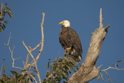 Photo of a Bald Eagle Perched on a Tree
