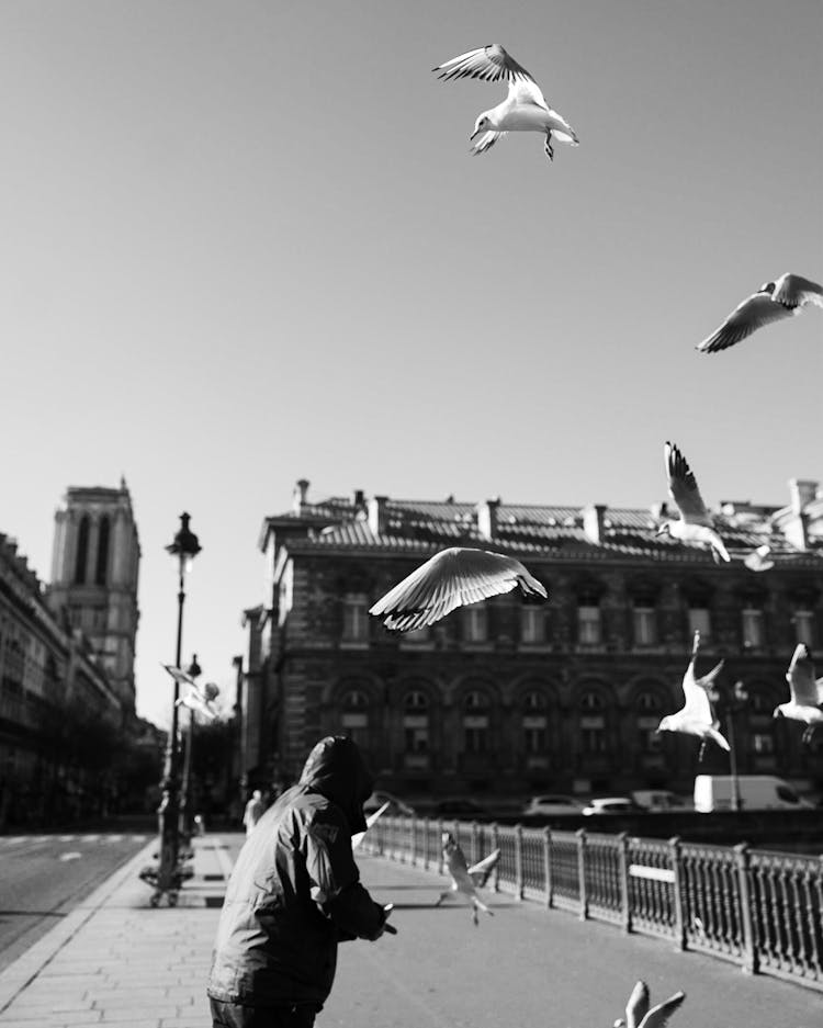 Flock Of Birds Flying Under The Sky