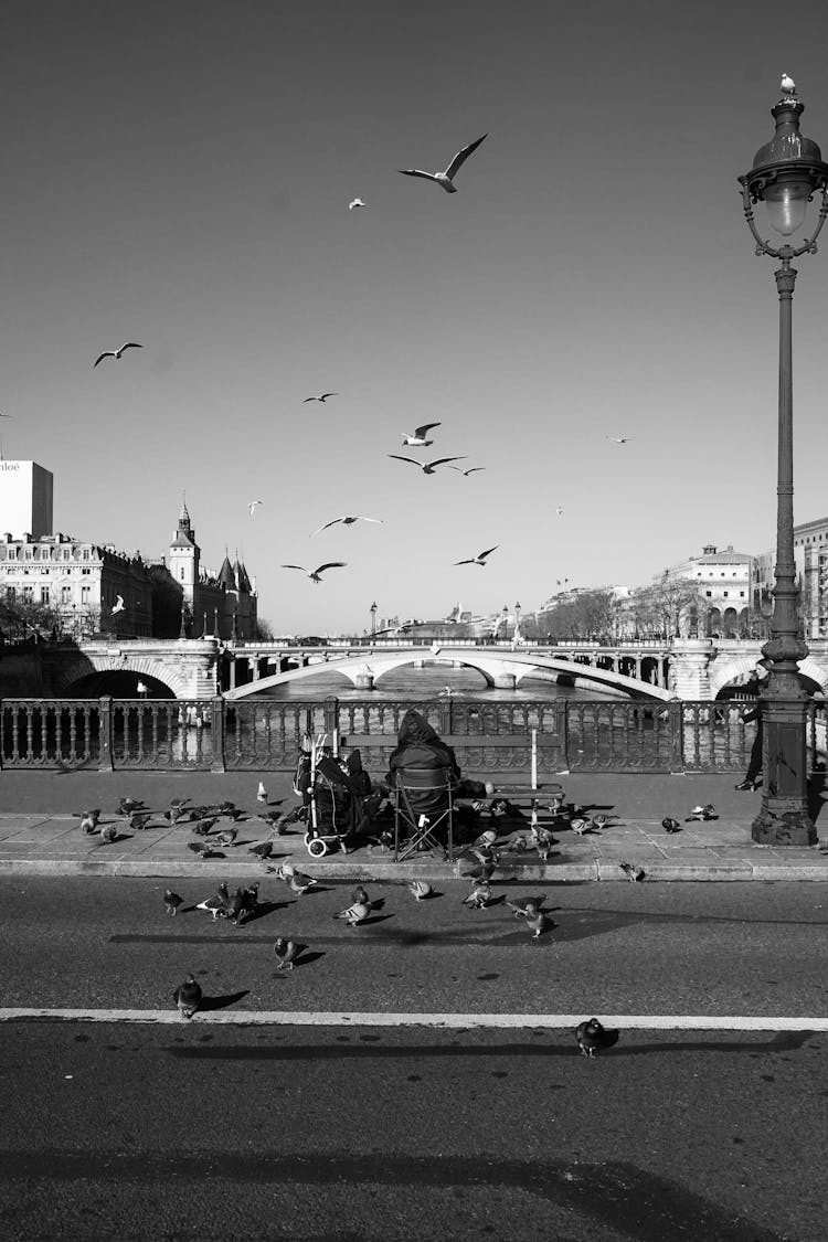 Flock Of Flying Birds Over The River