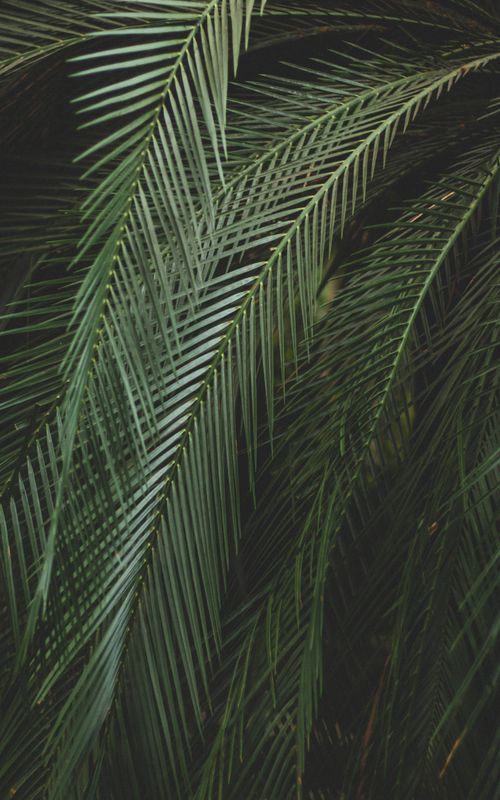 Free Detailed close-up of vibrant green palm leaves, highlighting their natural texture and elegance. Stock Photo