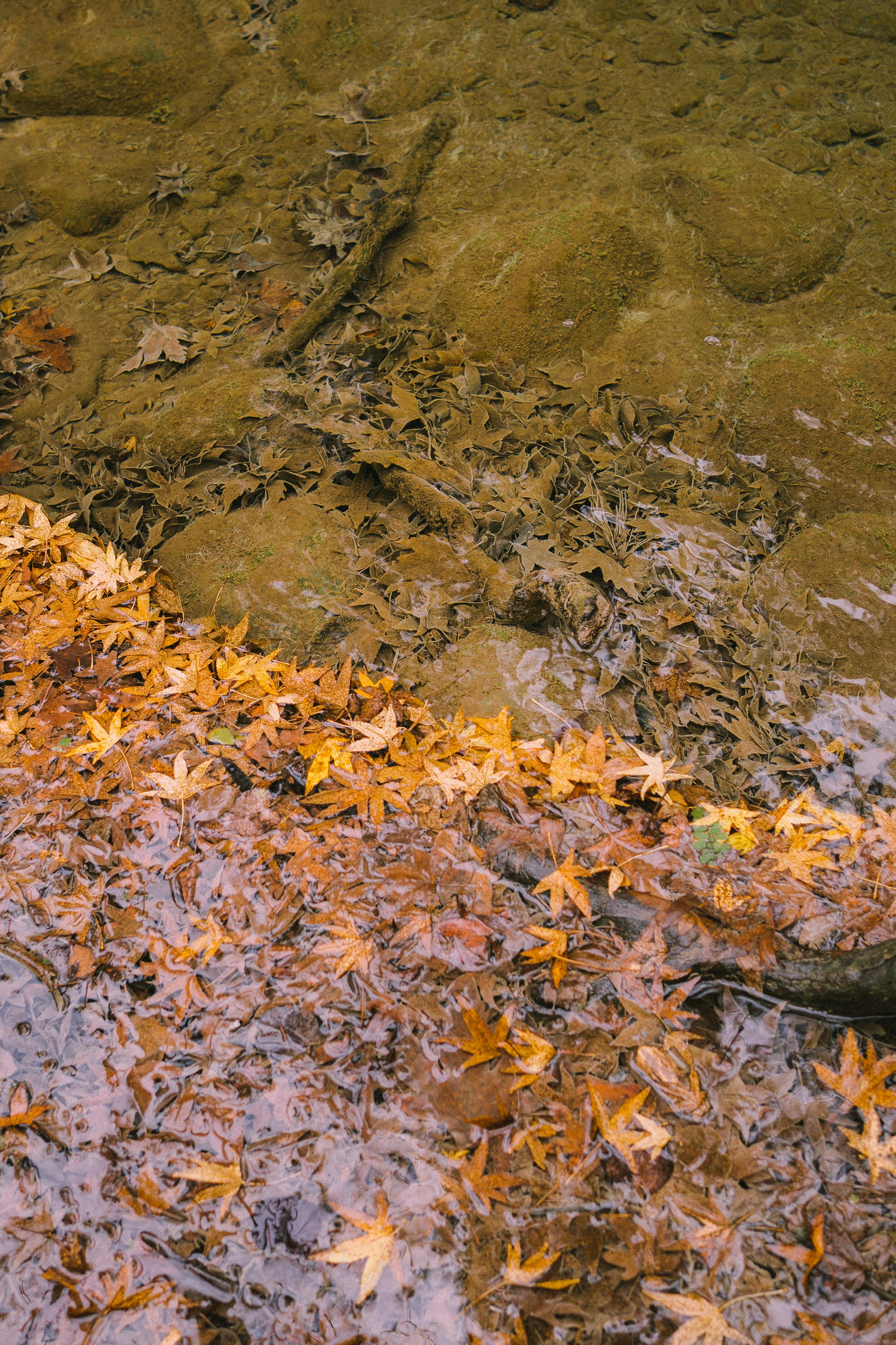 Golden autumn leaves floating in a serene water scene, capturing the essence of fall.