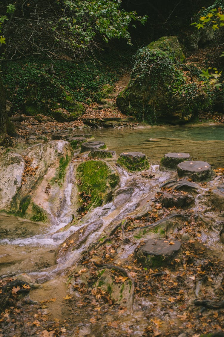 Photo Of Water Stream In The Forest