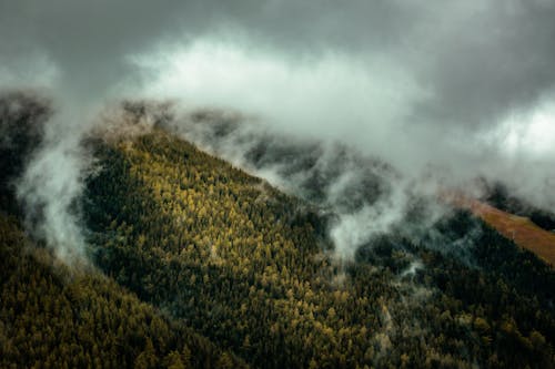 ağaç, bulutlar, doğa içeren Ücretsiz stok fotoğraf