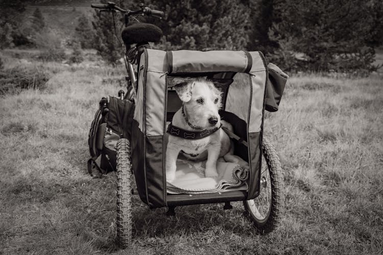 Dog In Bicycle Trailer