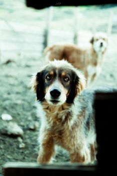 A curious dog looking at the camera on a rural farm.