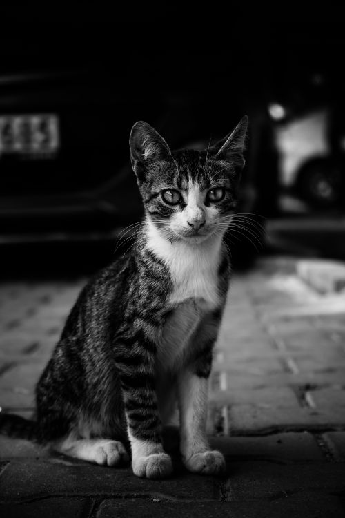 Free A captivating black and white portrait of a tabby cat sitting on a brick pavement. Stock Photo