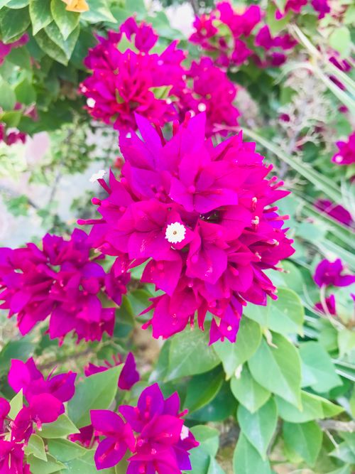 Free stock photo of background flowers, flower gallery, flowers Stock Photo