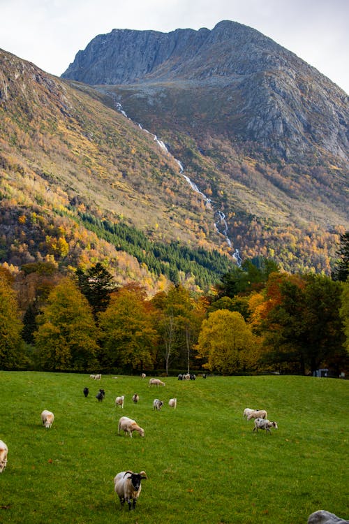 Gratis lagerfoto af bjerge, efterår, får