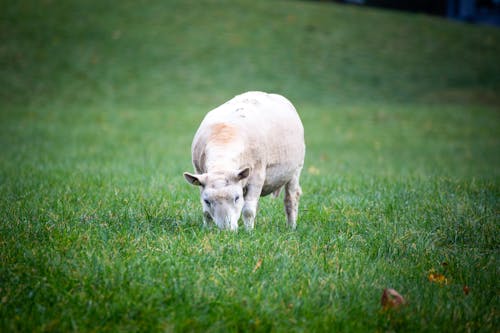 Sheep Grazing in Pasture