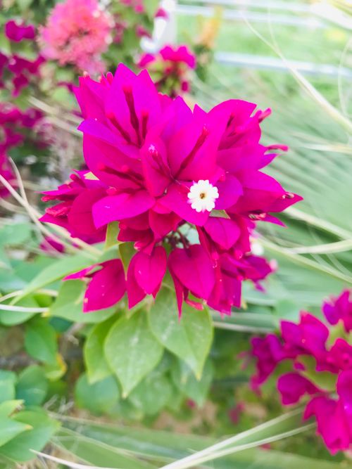 Free stock photo of flower, flower background, flower basket Stock Photo