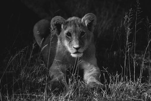 Black and White Picture of a Baby Lion 