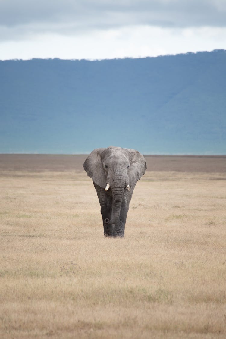 Elephant On A Field 