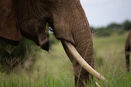 Close-up of an Elephant Trunk 