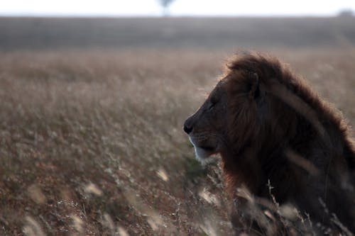 Gratis lagerfoto af afrika, dyrefotografering, løve