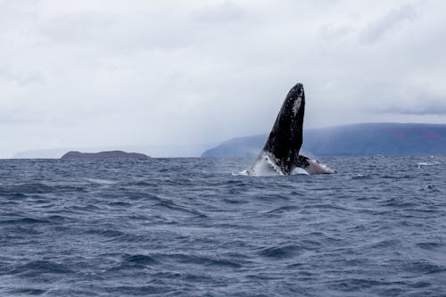 balina, büyük, deniz içeren Ücretsiz stok fotoğraf