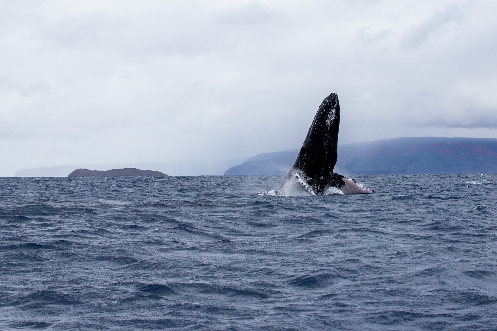 A majestic humpback whale breaches the surface in the open ocean on a cloudy day.