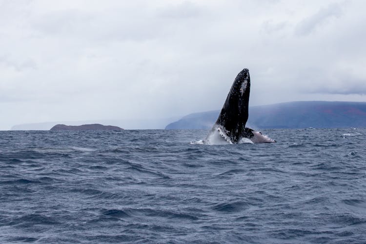 Humpback Whale Emerging From Water