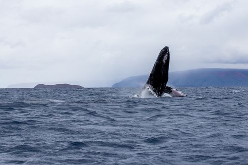 Free A majestic humpback whale breaches the surface in the open ocean on a cloudy day. Stock Photo