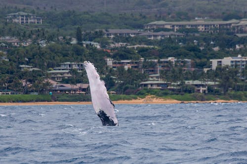 Fin of a Humpback Whale Above the Water Surface