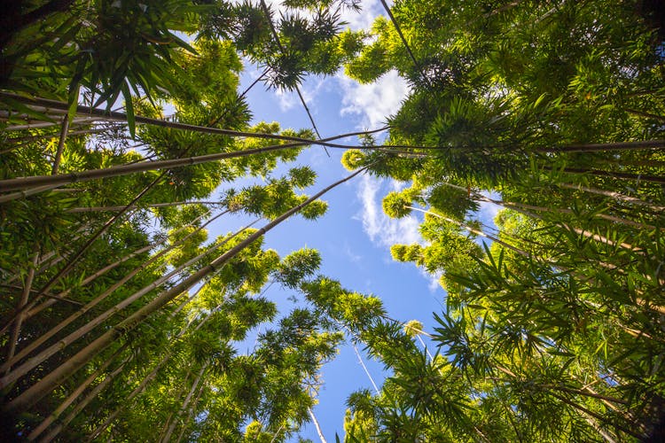 Low Angle Shot Of A Bamboo Forest And Blue Sky