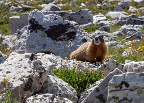 Gratis stockfoto met beest, dieren in het wild, geelbuikmarmot