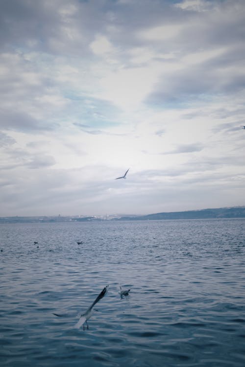 Seabirds Flying Over the Sea