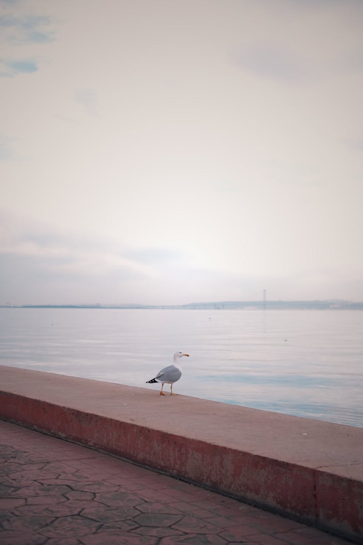 Seagull On Sea Shore