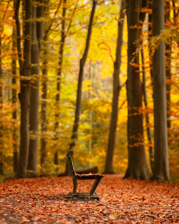 Foto d'estoc gratuïta de arbres, banc de fusta, boscos