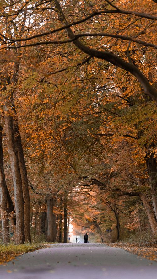Free Scenic view of an autumn lane lined with colorful trees and fallen leaves. Stock Photo