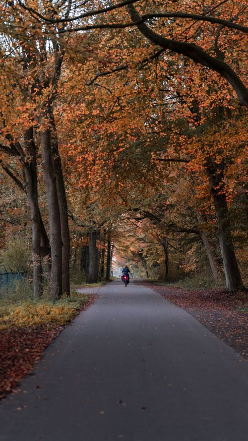 Free A scenic view of a motorcyclist traveling through an autumn forest road surrounded by colorful trees. Stock Photo