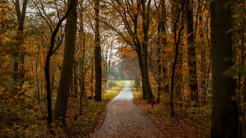 Free A tranquil autumn forest pathway with vibrant fall foliage, ideal for seasonal backgrounds. Stock Photo