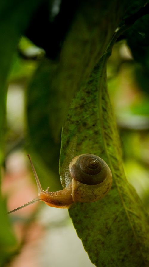 Free Snail Stock Photo
