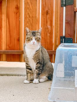 Tidy Cats 24/7 Performance Cat Litter, LightWeight Multi-Cat - 5.44 kg Box | Kitty litter with 24/7 odour control, prevents ammonia for 21 days, clumping litter, 99.9% dust free, easy to carry & pour
