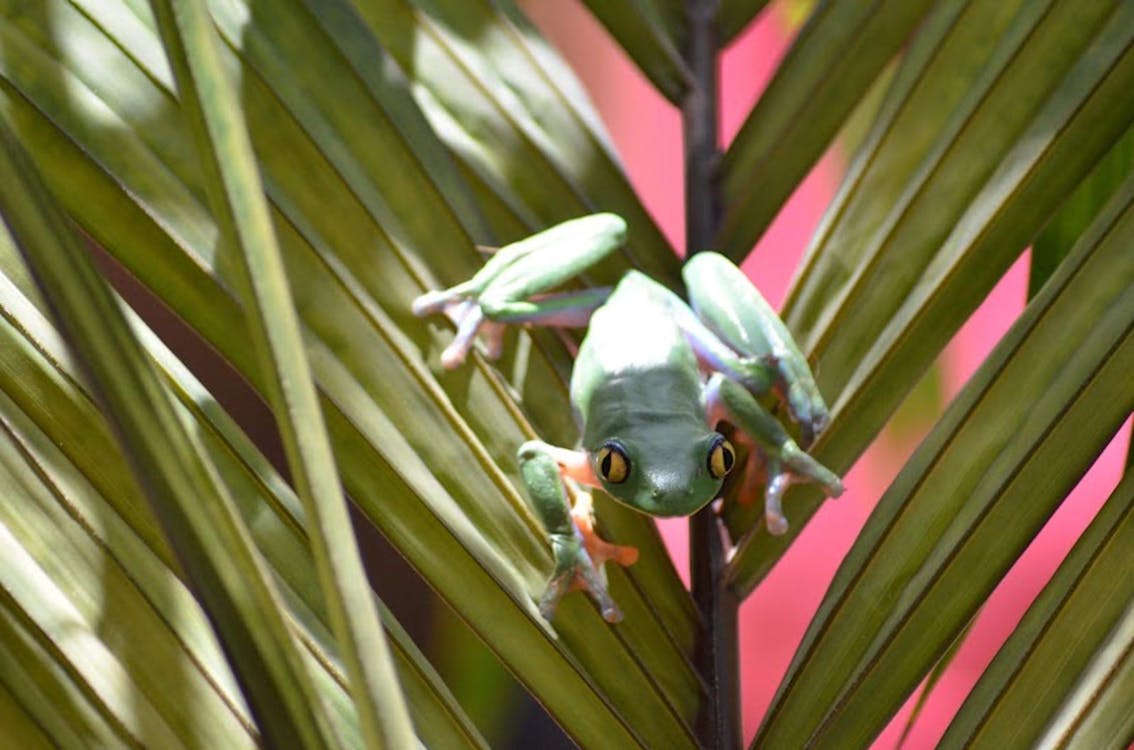 カエルの無料の写真素材