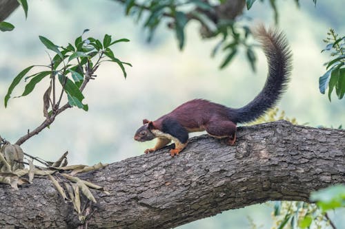 Free stock photo of animals in the wild, indian gaint squirrel, prakruthik